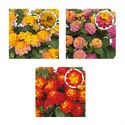 Afbeelding van Lantana P12 Divers